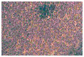 Patterned Ground Sample
