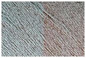 Sustained Bright Patches in North Polar Region
