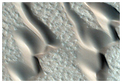 Striped Ground and Dune Monitoring
