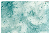 Floor of Maja Valles
