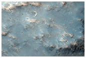 Oenotria Plana
