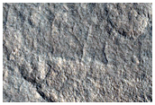 Nilosyrtis Region
