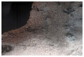 Polar Erg Dunes and Cap Monitoring
