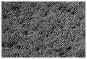 Lace on Mars