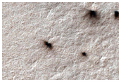 Spiders on Ejecta Blankets
