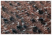 Variety of Spider Features
