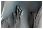 Dune Gully Monitoring
