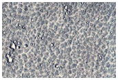 Lava Flow Lobe with Polygonal Patterns in Elysium Planitia
