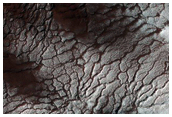 Variety of Spider Features
