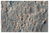 Gullies in Southern Mid-Latitude Crater