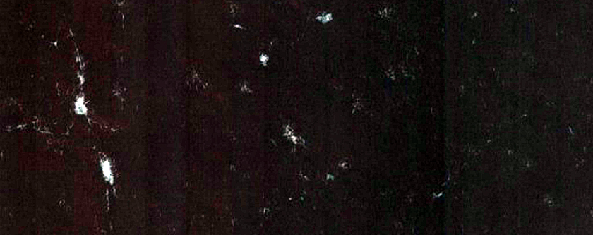 Immature Spider Terrain
