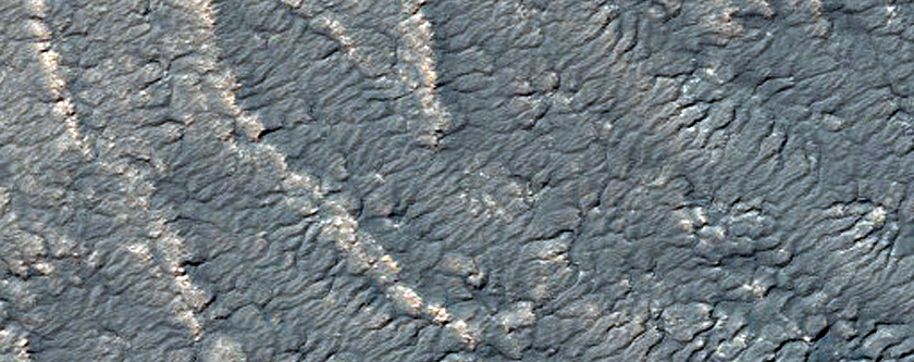 Variety of Spider Features
