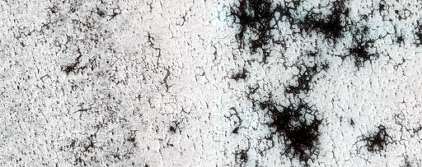 Spiders on Ejecta Blanket
