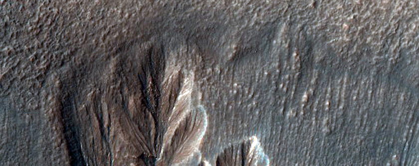 Young-Looking Gullies on Crater Wall
