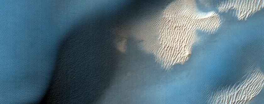 Possible New Spiders in South Polar Region
