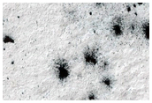 Spiders on Ejecta Blankets
