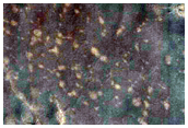 USGS Dune Database Entry Number 1501-738
