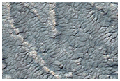 Variety of Spider Features
