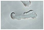 South Polar Residual Cap Monitoring
