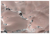 Dunes Dubbed Buzzel
