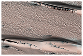 Defrosting Dunes within Chasma Boreale