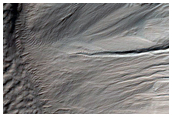 Monitor Frost in Corozal Crater