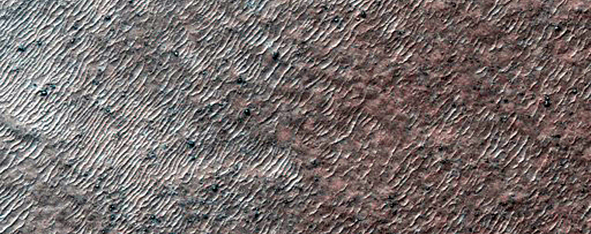 Dunes with New Spiders Forming
