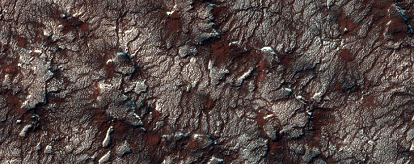 Spider Terrain with Different Sizes
