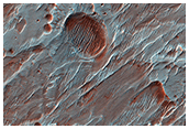 Fans of Roddy Crater