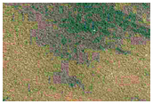 Rare Crater on North Polar Residual Cap
