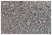 360-Meter Diameter Icy Crater in Northern Polar Layered Deposits
