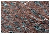 Variety of Spider Terrain

