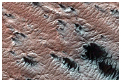 Variety of Spider Features
