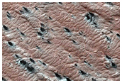 Variety of Spider Features
