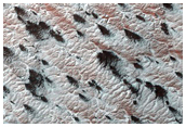 Variety of Spider Terrain
