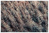 Variety of Spider Terrain
