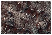 Spider Terrain with Different Sizes
