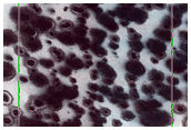 USGS Dune Database Entry Number 1150-771
