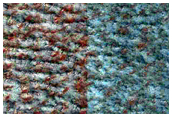 Dusty Cryptic Terrain
