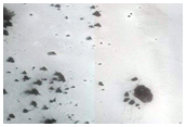 South Polar Region Cryptic Terrain Monitoring in Reynolds Crater
