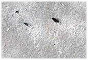 Seasonal Monitoring of Site with Isolated Spiders
