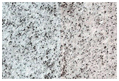 South Polar Terrain

