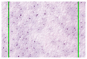 Sisyphi Cavi
