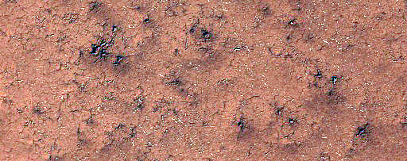 Spiders in Cavi Angusti
