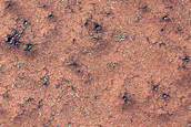 Spiders in Cavi Angusti
