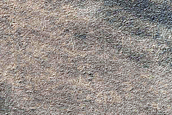South Polar Terrain
