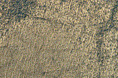 South Polar Residual Cap Intraseasonal Change Monitoring

