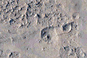 Lucus Planum

