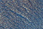 Possible Pitted Flow Emanating from Oudemans Crater
