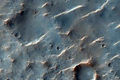 Gulley Survey
